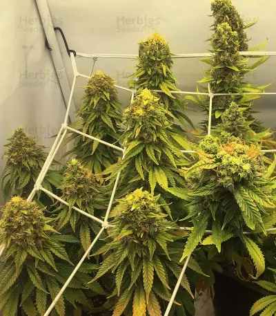 Graines féminisées de Sour Diesel (Barney's Farm)