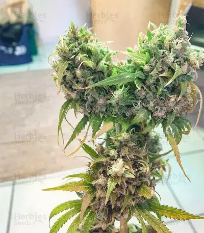 Arjan's Strawberry Haze (GHS)