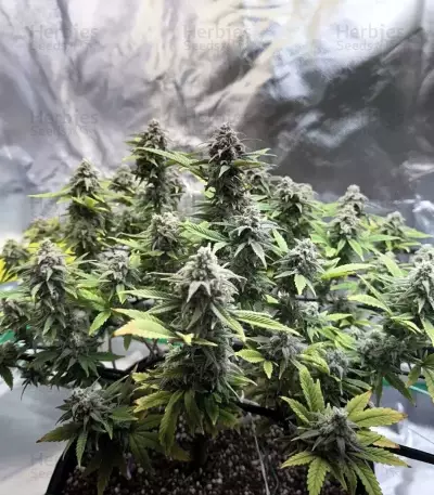 Banana Punch (Barney's Farm)