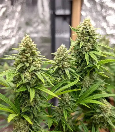 Blue Cheese (Expert Seeds) Seeds