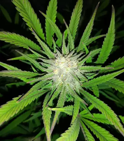 Brains Damage (K.C. Brains Seeds)