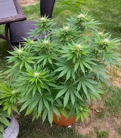 Bruce Banner #3 Auto Seeds