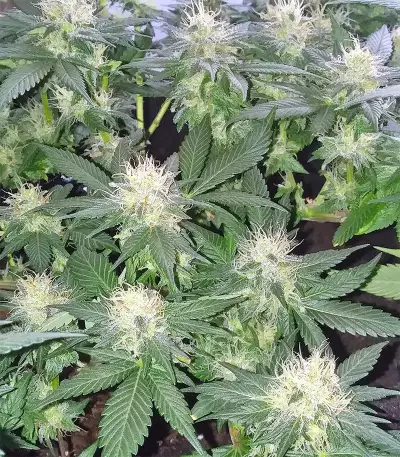Bubba Delight Regular seeds