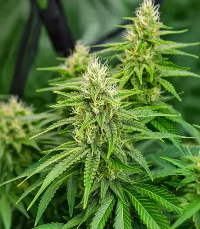 California Orange Cheese Seeds
