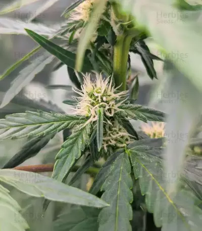 Candy Cane Mango Seeds (Seedkeepers)