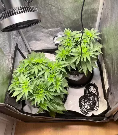 Cherry Gar-see-yaa Feminized Seeds (Ethos Genetics)