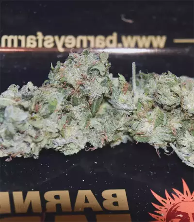 Dos Si Dos 33 Seeds (Barney's Farm)