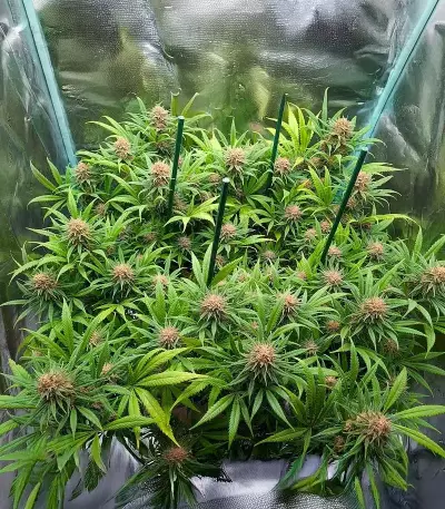 Sementes Feminizadas de Durban Poison Autoflower (Seedkeepers)