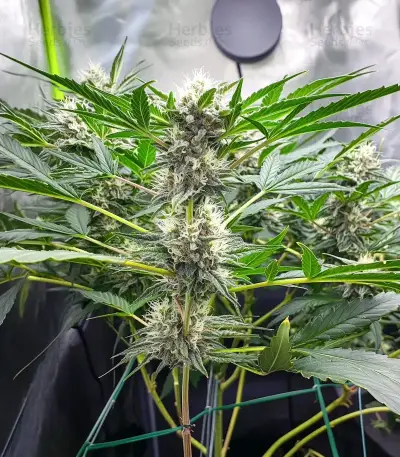 Easy Bud Auto (RQS) Cannabis-Samen