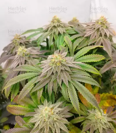 Ghost Train Power Seeds (Original Sensible Seeds)