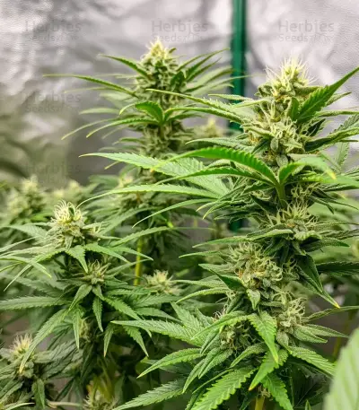 Girl Scout Cookies Seeds