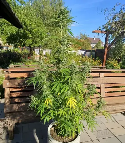 Girl Scout Cookies Seeds