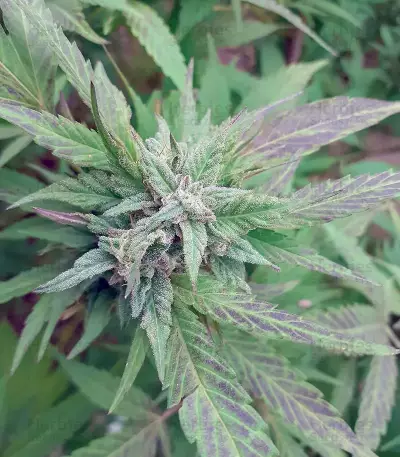 Semillas feminizadas Golosa (Delicious Seeds)