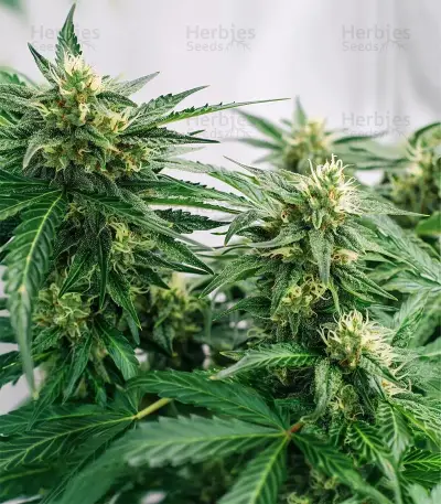 K.C. 48 Auto feminized seeds