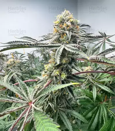 Lemon Jack Seeds (Seedkeepers)