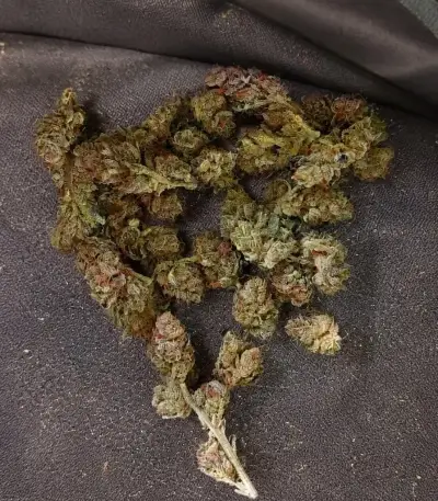 Semi Femminizzati Mango Cherry Runtz Auto (Fast Buds)
