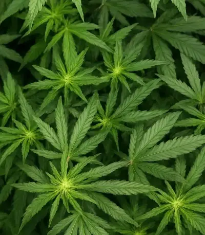Sementes Feminizadas de Mango Frost Auto (Fast Buds)