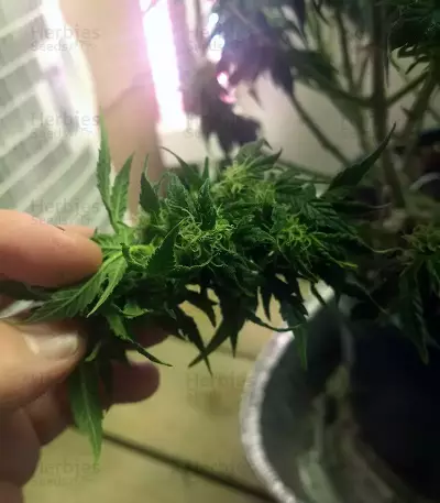 Narco Purps Auto Seeds
