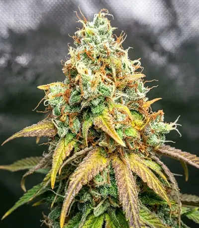 Nikki & Swami’s Maracuya Seeds