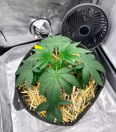 Northern Lights #10 (Herbies Seeds)