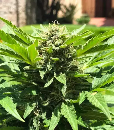 Original Juan Herer Seeds