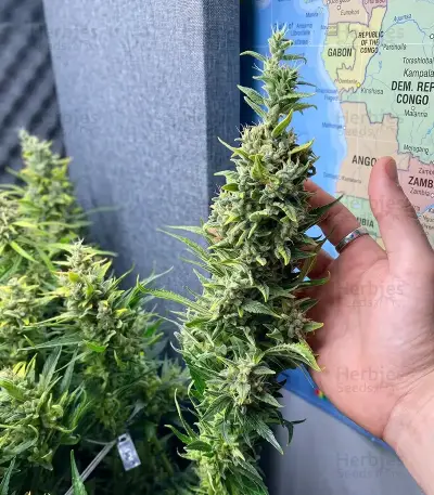 Panama Haze Regular Seeds