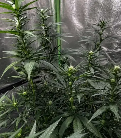 Planet Of The Grapes Auto Seeds (Ethos Genetics)