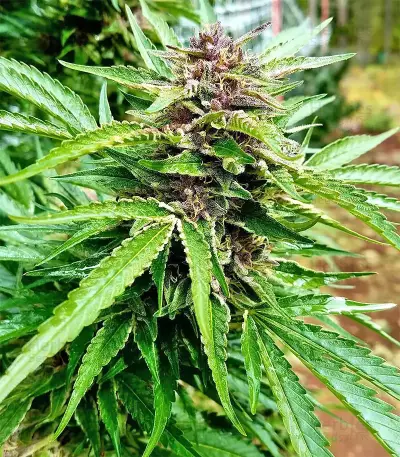 Pure Kush Seeds (Original Sensible Seeds)