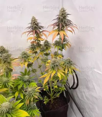 Purple Gelato Autoflower Feminized Seeds (Seedkeepers)