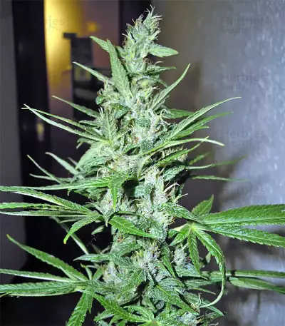 Purple Mexican Seeds