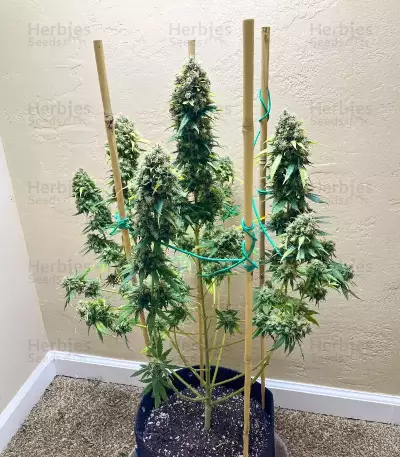 Rosetta Stone Seeds (Brothers Grimm Seeds)