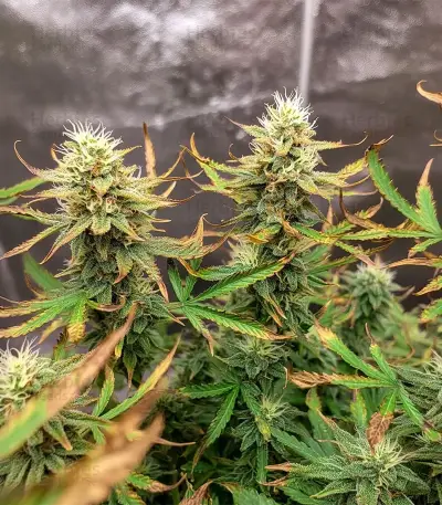 Royal Purple Kush Seeds