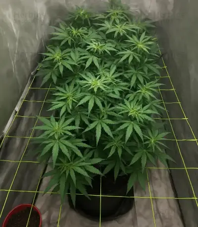 Santa Muerte Fast Seeds