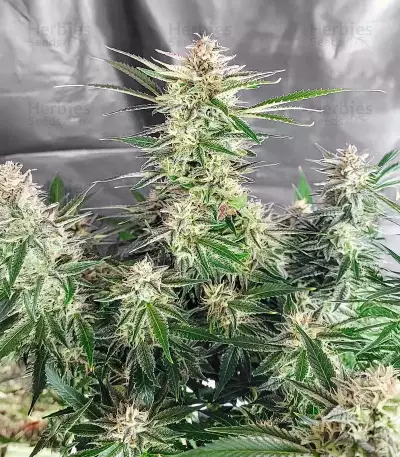 Semillas Feminizadas Skywalker Autoflower (Seedkeepers)