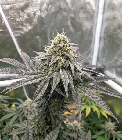 Sorbet Stash (DNA Genetics)
