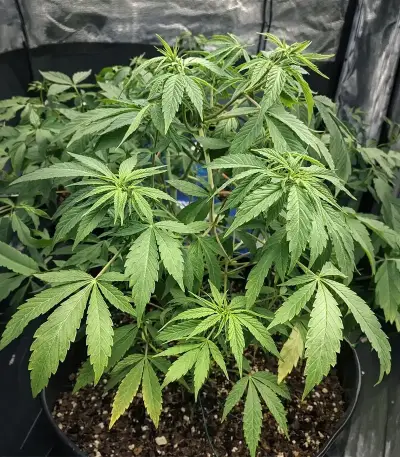 Sour Puss feminized seeds