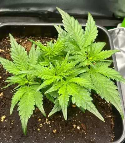 Super Boof Auto Seeds