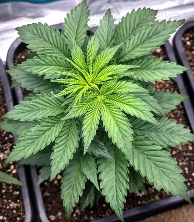 Super Boof Seeds