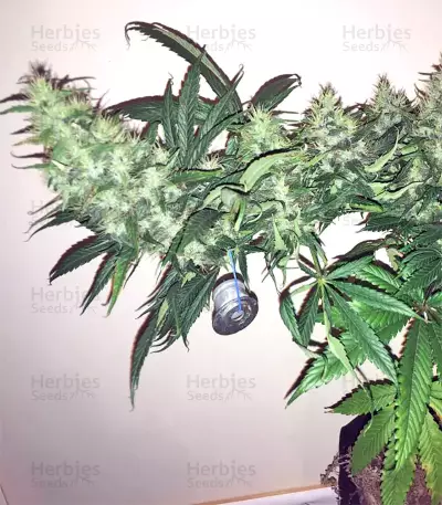 Tikal Seeds - Cannabis Strain Seeds for Sale