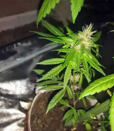 Tikal Seeds - Cannabis Strain Seeds for Sale