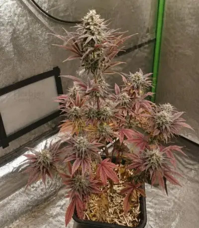 Trop Cherry Seeds (Original Sensible Seeds)