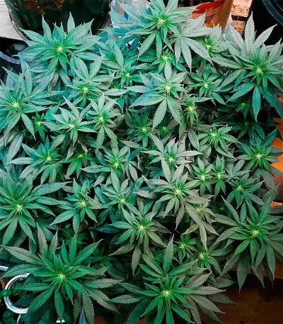 Moby Dick strain seeds