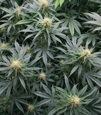 Semi Femminizzati Northern Lights 10 of 10 (Seedkeepers)