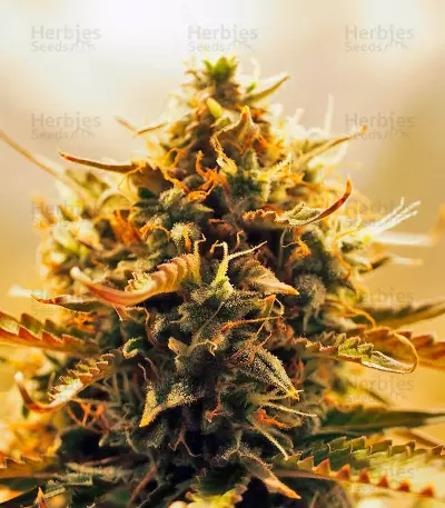 Jack 47 Auto Seeds