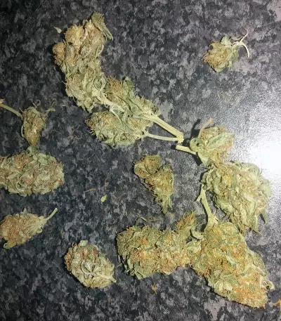 Black Gold Auto Seeds