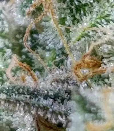 Runtz Gum strain
