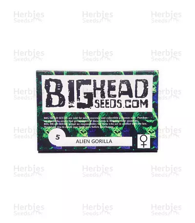 Semi femminizzati Alien Gorilla (Big Head Seeds)