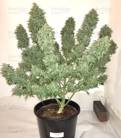 Auto Purple Gorilla Seeds