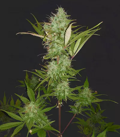 Graines de cannabis Auto Chemdog (Auto Seeds)