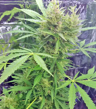 BCN Power Plant Seeds